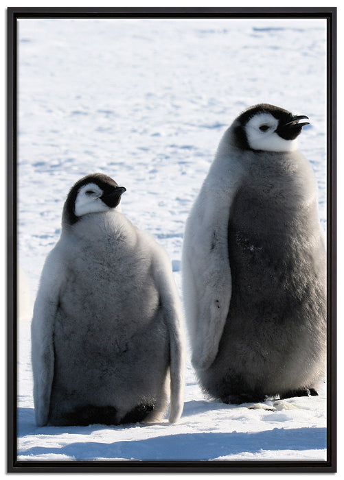 Kaiserpinguin-Küken auf Leinwandbild gerahmt Größe 100x70