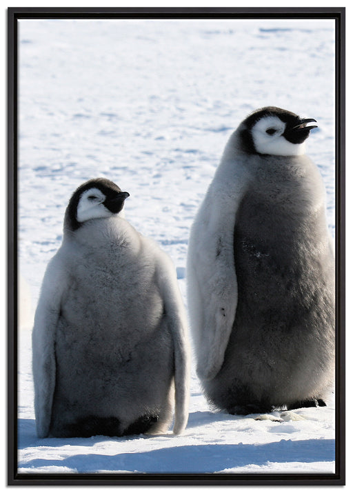 Kaiserpinguin-Küken auf Leinwandbild gerahmt Größe 100x70