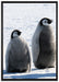 Kaiserpinguin-Küken auf Leinwandbild gerahmt Größe 100x70