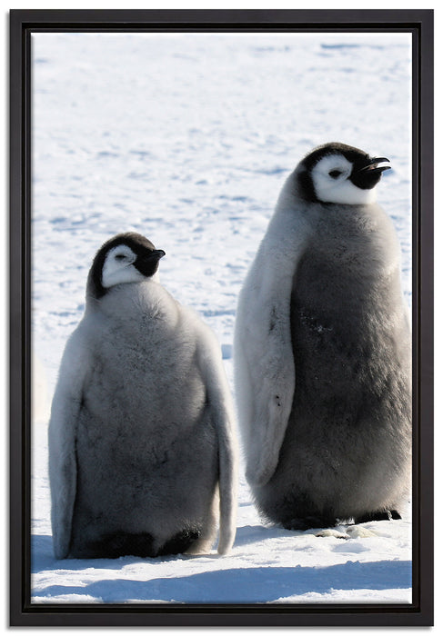 Kaiserpinguin-Küken auf Leinwandbild gerahmt Größe 60x40