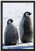 Kaiserpinguin-Küken auf Leinwandbild gerahmt Größe 60x40