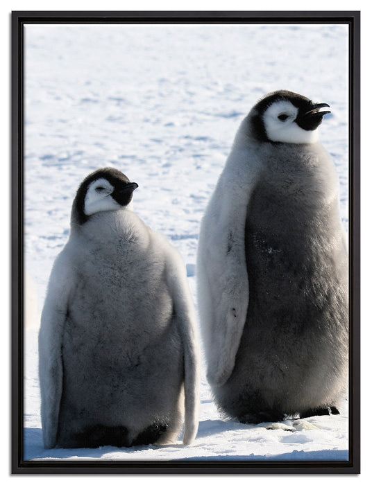 Kaiserpinguin-Küken auf Leinwandbild gerahmt Größe 80x60