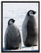 Kaiserpinguin-Küken auf Leinwandbild gerahmt Größe 80x60