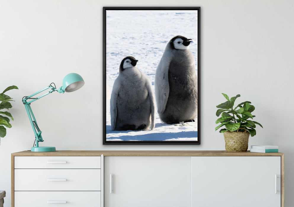Kaiserpinguin-Küken auf Leinwandbild gerahmt verschiedene Größen im Wohnzimmer