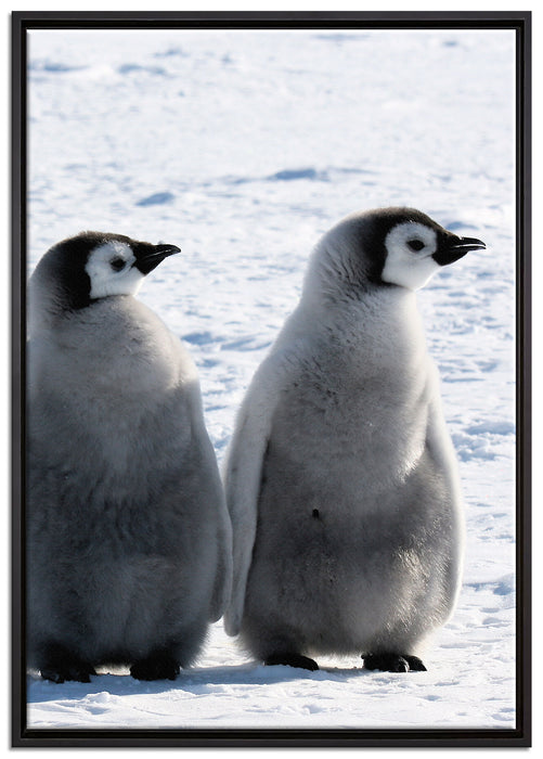 Kaiserpinguin-Küken auf Leinwandbild gerahmt Größe 100x70