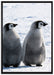 Kaiserpinguin-Küken auf Leinwandbild gerahmt Größe 100x70