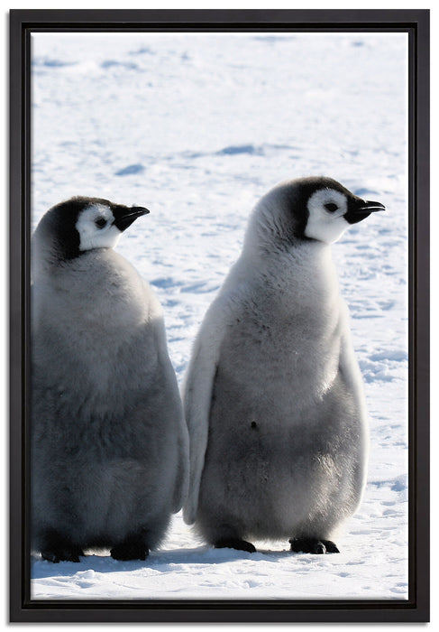 Kaiserpinguin-Küken auf Leinwandbild gerahmt Größe 60x40