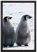 Kaiserpinguin-Küken auf Leinwandbild gerahmt Größe 60x40