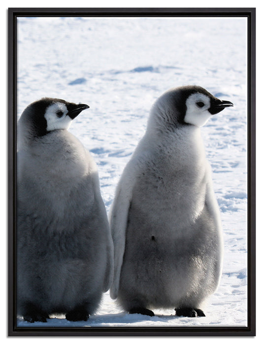 Kaiserpinguin-Küken auf Leinwandbild gerahmt Größe 80x60