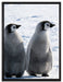 Kaiserpinguin-Küken auf Leinwandbild gerahmt Größe 80x60