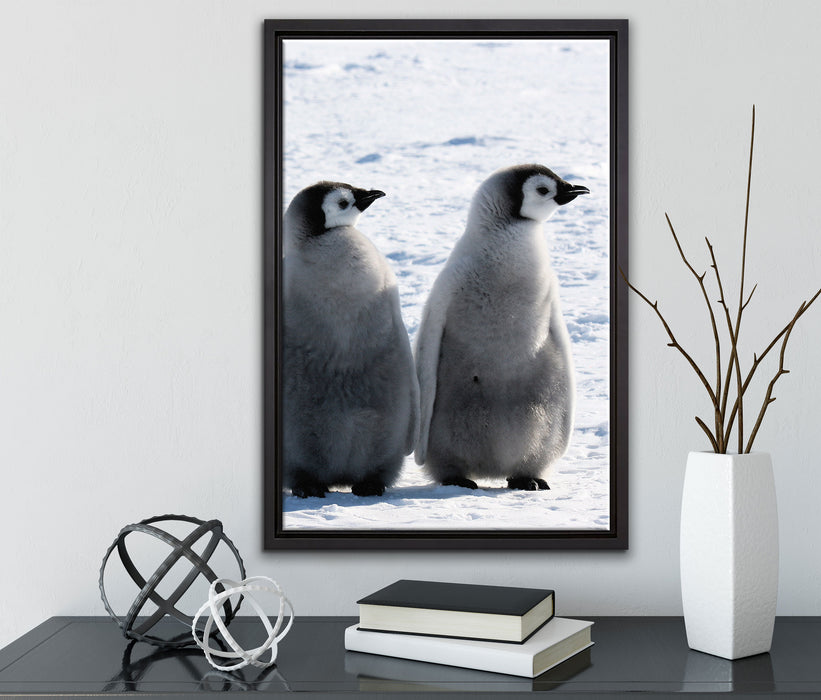 Kaiserpinguin-Küken auf Leinwandbild gerahmt mit Kirschblüten