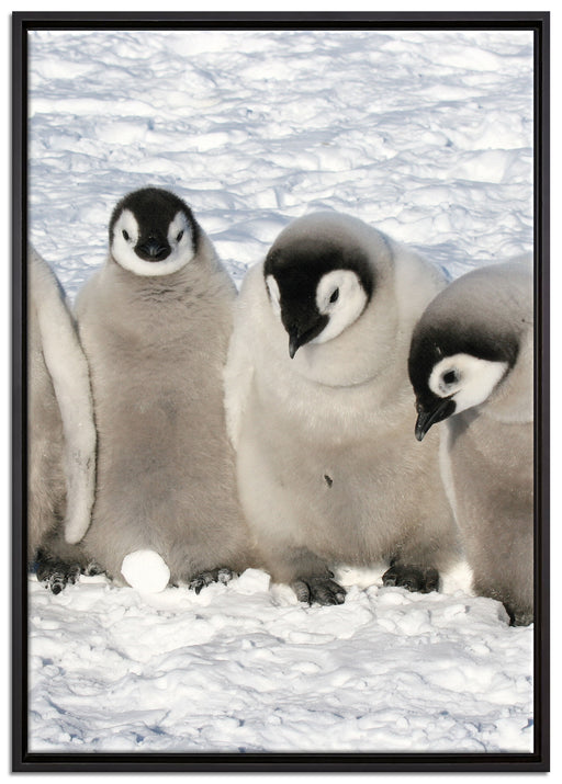 Kaiserpinguin-Küken auf Leinwandbild gerahmt Größe 100x70