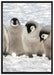 Kaiserpinguin-Küken auf Leinwandbild gerahmt Größe 100x70