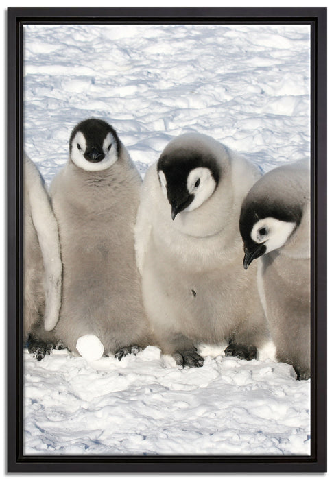 Kaiserpinguin-Küken auf Leinwandbild gerahmt Größe 60x40