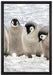 Kaiserpinguin-Küken auf Leinwandbild gerahmt Größe 60x40