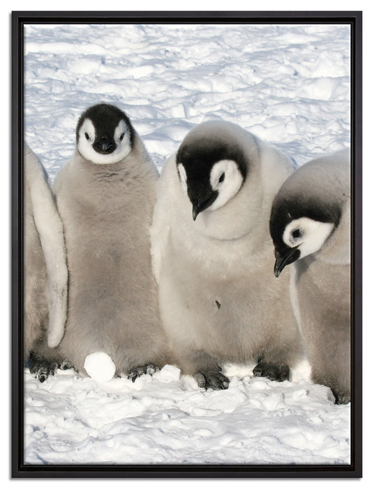 Kaiserpinguin-Küken auf Leinwandbild gerahmt Größe 80x60