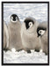 Kaiserpinguin-Küken auf Leinwandbild gerahmt Größe 80x60