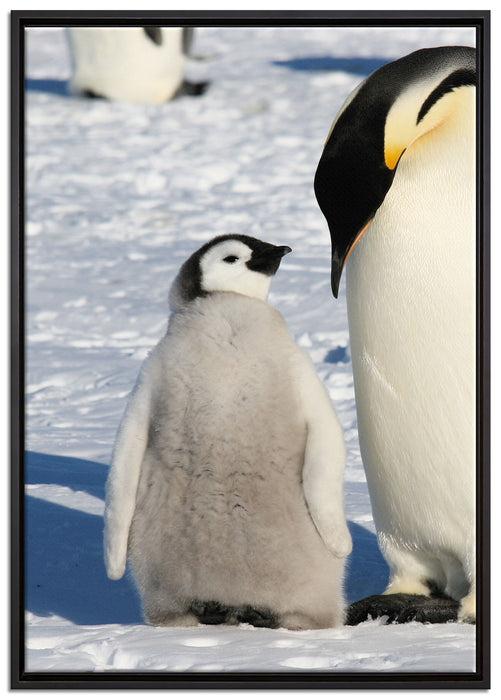 Kaiserpinguin mit Küken auf Leinwandbild gerahmt Größe 100x70