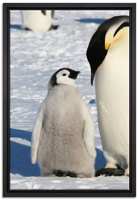 Kaiserpinguin mit Küken auf Leinwandbild gerahmt Größe 60x40