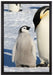 Kaiserpinguin mit Küken auf Leinwandbild gerahmt Größe 60x40