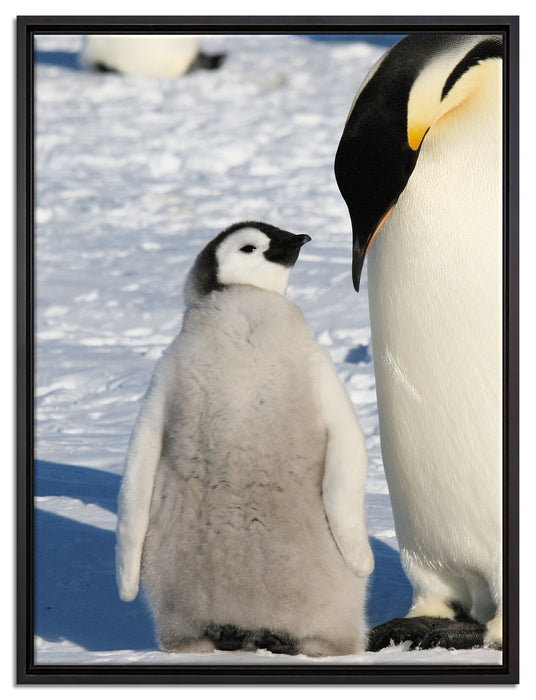 Kaiserpinguin mit Küken auf Leinwandbild gerahmt Größe 80x60