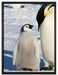 Kaiserpinguin mit Küken auf Leinwandbild gerahmt Größe 80x60
