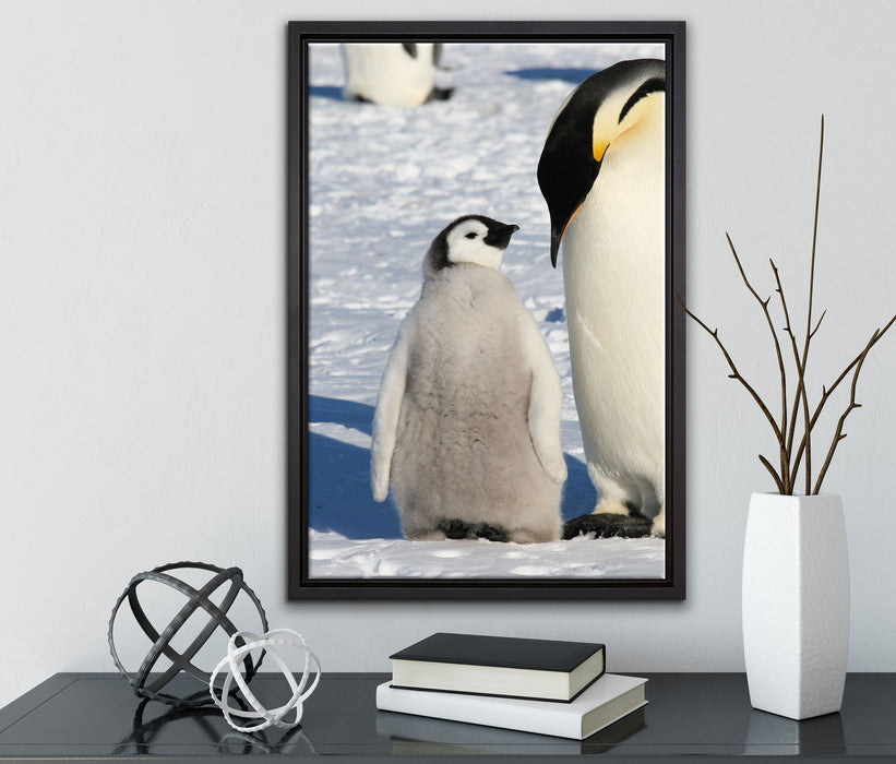 Kaiserpinguin mit Küken auf Leinwandbild gerahmt mit Kirschblüten