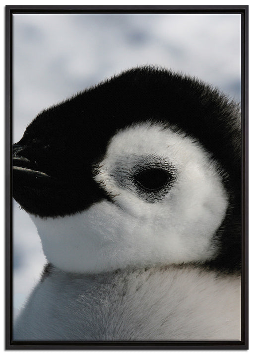 drei Kaiserpinguin-Küken auf Leinwandbild gerahmt Größe 100x70
