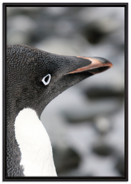 niedlicher Adeliepinguin auf Leinwandbild gerahmt Größe 100x70