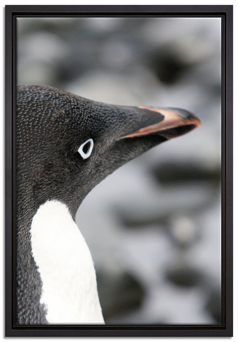 niedlicher Adeliepinguin auf Leinwandbild gerahmt Größe 60x40