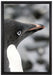 niedlicher Adeliepinguin auf Leinwandbild gerahmt Größe 60x40