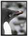 niedlicher Adeliepinguin auf Leinwandbild gerahmt Größe 80x60