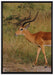Dorkasgazelle in der Savanne auf Leinwandbild gerahmt Größe 100x70