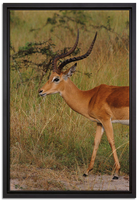 Dorkasgazelle in der Savanne auf Leinwandbild gerahmt Größe 60x40