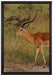 Dorkasgazelle in der Savanne auf Leinwandbild gerahmt Größe 60x40