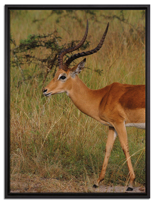 Dorkasgazelle in der Savanne auf Leinwandbild gerahmt Größe 80x60