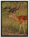 Dorkasgazelle in der Savanne auf Leinwandbild gerahmt Größe 80x60