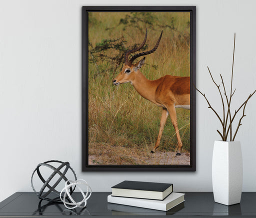 Dorkasgazelle in der Savanne auf Leinwandbild gerahmt mit Kirschblüten