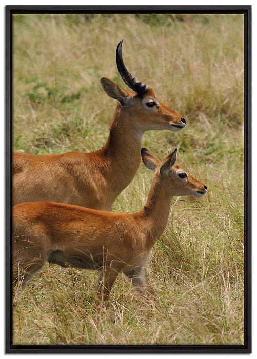Dorkasgazelle mit Jungtier auf Leinwandbild gerahmt Größe 100x70