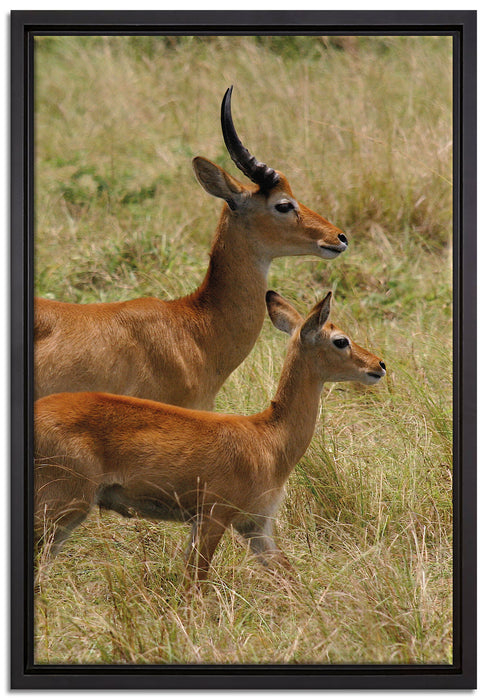 Dorkasgazelle mit Jungtier auf Leinwandbild gerahmt Größe 60x40