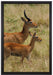 Dorkasgazelle mit Jungtier auf Leinwandbild gerahmt Größe 60x40