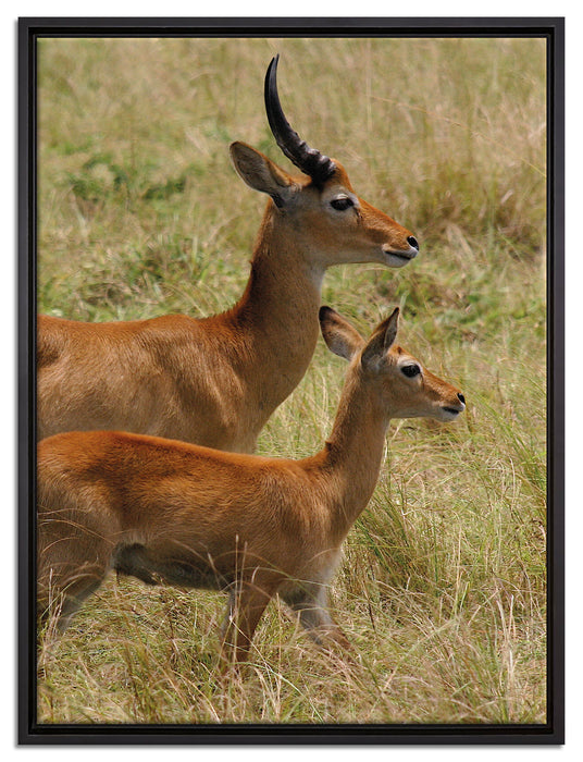 Dorkasgazelle mit Jungtier auf Leinwandbild gerahmt Größe 80x60