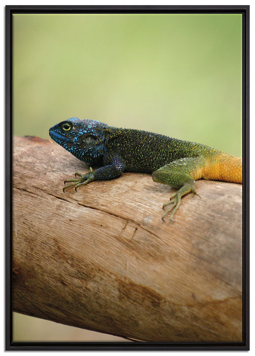 farbenfrohe Eidechse auf Leinwandbild gerahmt Größe 100x70