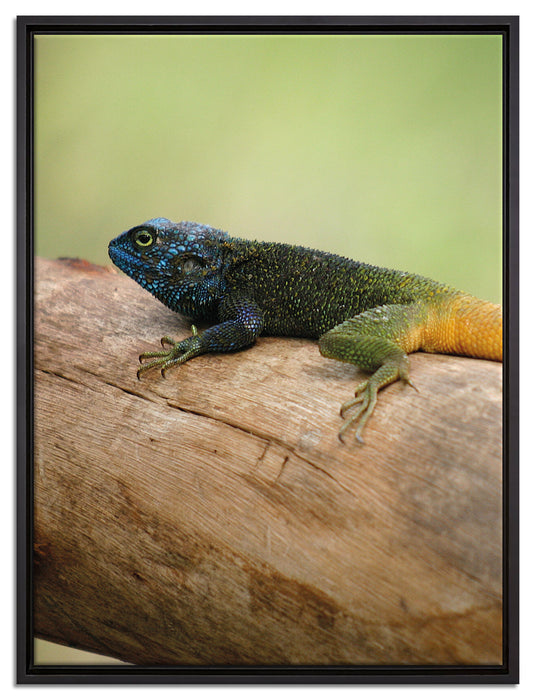 farbenfrohe Eidechse auf Leinwandbild gerahmt Größe 80x60