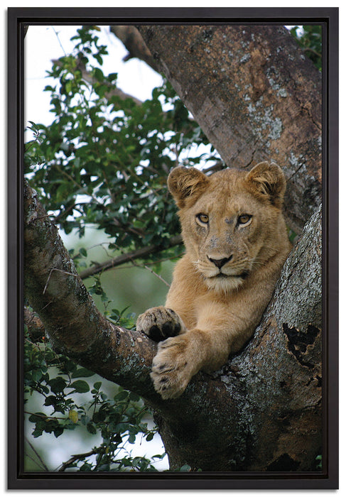 schöne Löwin auf Baum auf Leinwandbild gerahmt Größe 60x40