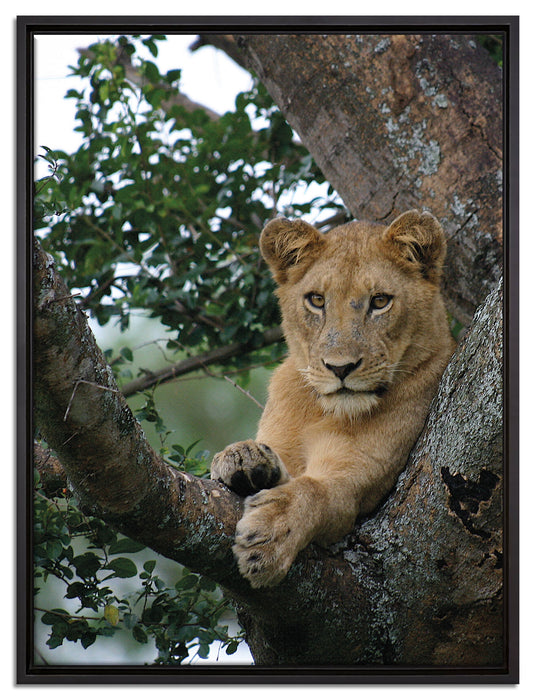 schöne Löwin auf Baum auf Leinwandbild gerahmt Größe 80x60