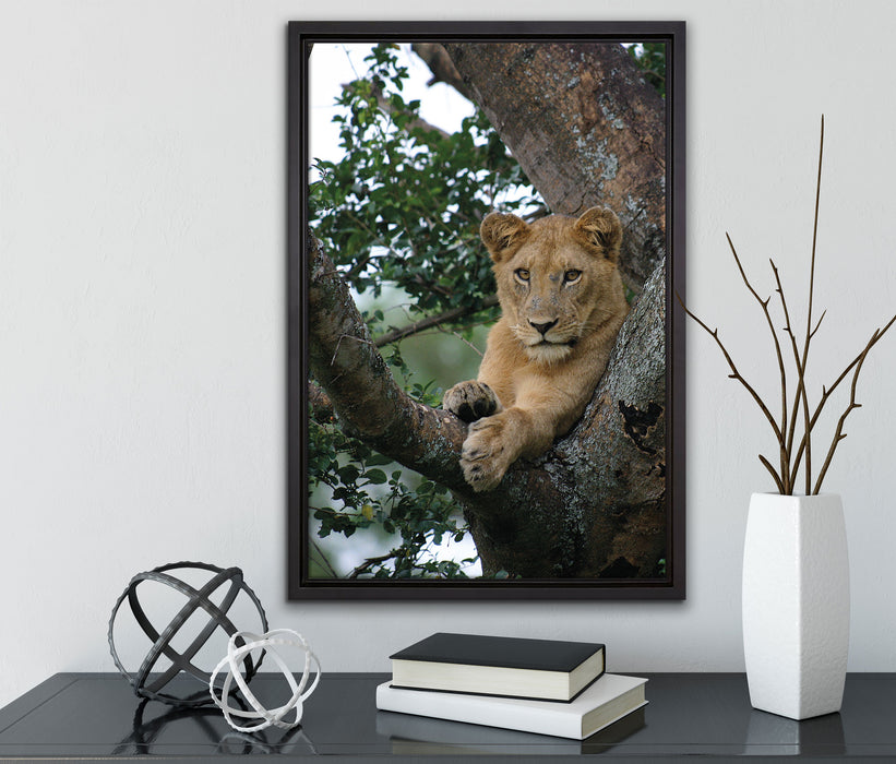schöne Löwin auf Baum auf Leinwandbild gerahmt mit Kirschblüten