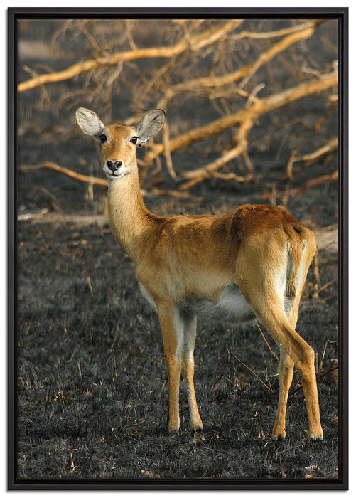 weibliche Gazelle mit Jungtier auf Leinwandbild gerahmt Größe 100x70