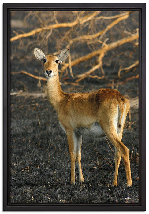 weibliche Gazelle mit Jungtier auf Leinwandbild gerahmt Größe 60x40