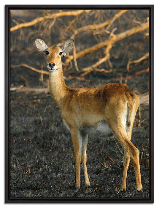 weibliche Gazelle mit Jungtier auf Leinwandbild gerahmt Größe 80x60